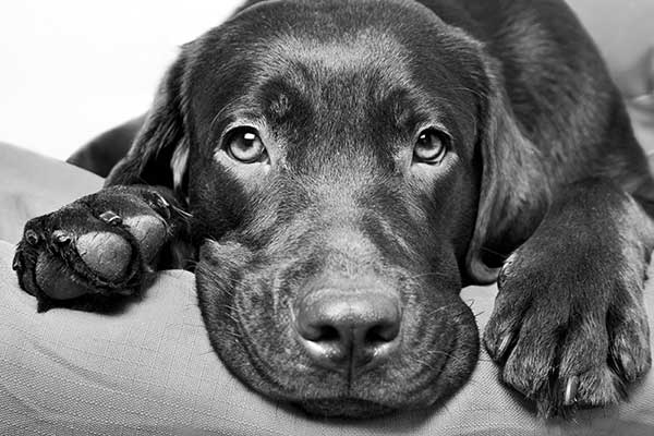 When your Pet is Sick – MD Harris Institute